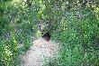 Lisy czu� juz z daleka
