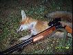 Pierwsze liski strzelone z kniej�wki I� 94-�rut nr. 2-magnum....