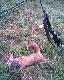 A mia� by� odyniec :-)
