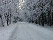 Obw�d �owiecki nr 82M - Mi�dzylesie
Zima w obwodzie �owieckim nr 82M - Mi�dzylesie