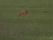 Podch�d koz�a podczas rui. Przepraszam za jako�� zdj�cia, ale to tylko aparat cyfrowy.. :/ 