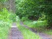 �ania jelenia spotkana na spacerze