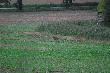 �ania z Cielakiem. Pas�y sie juz od 18 00. 