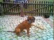 Pongo