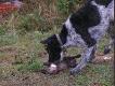 a ja mam 4 lata i uwielbiam aportowa�.... - wszystko