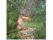 Drzewo oko�o 80 cm �rednicy.