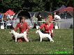 Moje ch�opaki :)  Imbir i Impuls :)