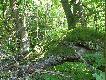niekt�re drzewa rosn� zarazem i w poprzek i w zwy� ...