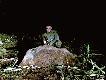 Jeden z trzech strzelonych w owy weekend, pojedynek 86, pad� w ogniu (strzelony na �opatki) kula sako HH 7x64