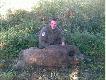 Mo�e nie wida�, ale odyniec - waga 136 kg po wypatroszeniu. Niestety - potr�cony przez samoch�d 