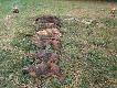 Oto pokot. 8 dzik�w, koza, 2 lisy