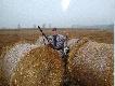 Tego dnia �w. Hubert podarowa� jedn� g�sk�.