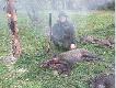 31-10-2009 Polowanie Hubertowskie, m�j pierwszy zbior�wkowy ponadto tego dnia pad�o jeszcze 10 dzik�w i 3 liski.