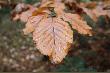 zakupi�em nowy aparat wi�c troch� fantazja mnie ponios�a  i  robi� sobie takie oto zdj�cia ;)