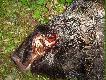 Szable 17cm i 18 cm