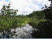 Borne Sulinowo - bagna