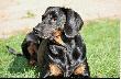 Go�czy Polski - CAR Czarny Tulipan 