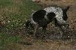 Pi�kny piesek:D
Fot. Urtica