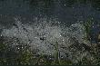 By� pies i niema psa:D
Fot. Urtica