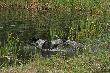 Pies nie mo�e wej�� do wody tylko tak musi:D
Fot. Urtica