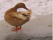 So�tys  w dodatku zaobr�czkowany :)
foto � . J