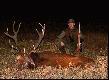 BIESZCZADY- dawne to czasy.  Byk w III klasie.  Waga poro�a 10,5 kg