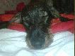 Nowy cz�onek mojej my�liwskiej sfory Atos