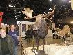 alces alces :) 