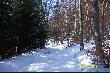 Zdj�cie ze  spaceru po lesie , troch� daleko by�o ale chmara liczy�a ok 11 sztuk niestety nie by�o �adnego byka ale i tak widok bardzo mnie ucieszy� :)