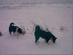Rozpoznawanie zapach�w i trop�w....