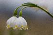 �nie�yce wiosenne, niedaleko Leska.