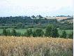 150 metr�w z ty�u za mn� jest ulica b�d�ca granic� obwodu, to w�a�nie stamt�d przychodz� do nas jelenie. 