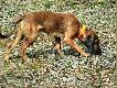 Tak du�o tych trop�w