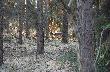 nast�pny przymaszerowa� byczek pewnie wczoraj zrzuci� poro�e