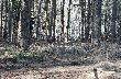 wid�ak w pe�nym scypule