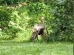 Dziki indyk -�owny .ale w USA