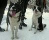 Czok u�miechaj si�, robi� Nam zdj�cie - Foto by ArtKul