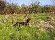 Cwaniak Only Boar 8 miesi�cy