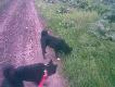"Bera"  i "Gabo"  na wsp�lnym spacerze.