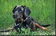 Go�czy Polski - CAR Czarny Tulipan