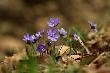 dla tych co t�skni� ju� za wiosn�  ;)