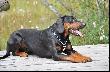 Go�czy Polski - EKSTER z Huculskiej ��ki