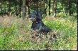 Go�czy Polski - CAR Czarny Tulipan