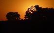 Ciekawe, drzewo niby "zali�cione" nieprze�roczyste a S�o�ce sobie radzi. 03.07.2010