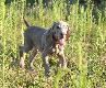 Troch� um�czony Billy