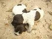 Dwa Micha�y :-) Maj� 17 dni.