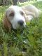 BEAGL BICOLOR