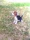BEAGLE NIE WYKAZUJ� AGRESJI WOBEC DZIECI I DOSKONALE SPRAWDZAJ� SI� NA POLOWANIU