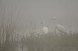 niez�e wyzwanie.... mg�a i bia�e czaple :-)