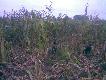 Pierwsze wsp�lne dzia�anie malc�w w kukurydzy. 